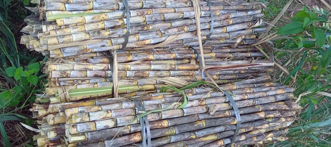 Cana de Açúcar Fresca - Produção Rural