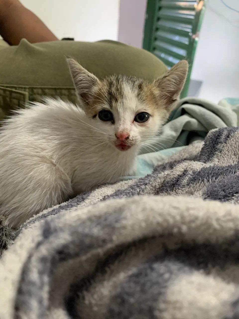 DOAÇÃO GATINHA FÊMEA  - Foto 2