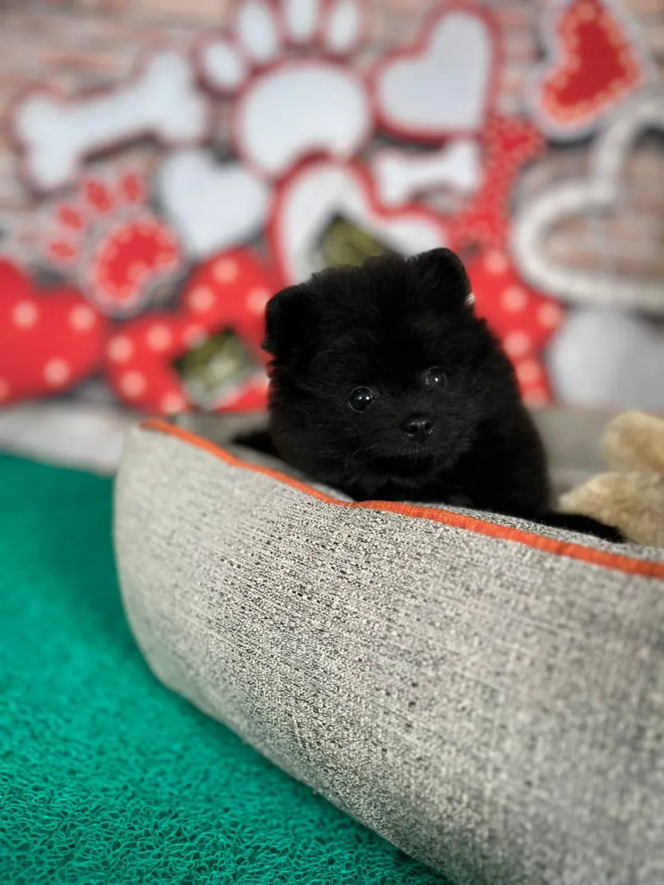 Amor e doçura, e essa filhote de spitz