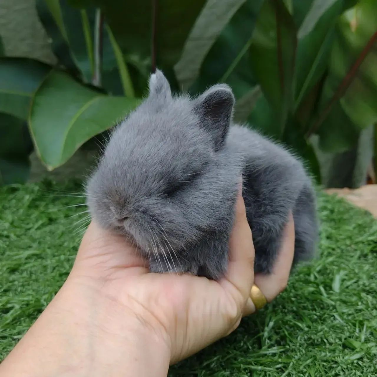 Coelho Netherland dwarf linhagem importada 