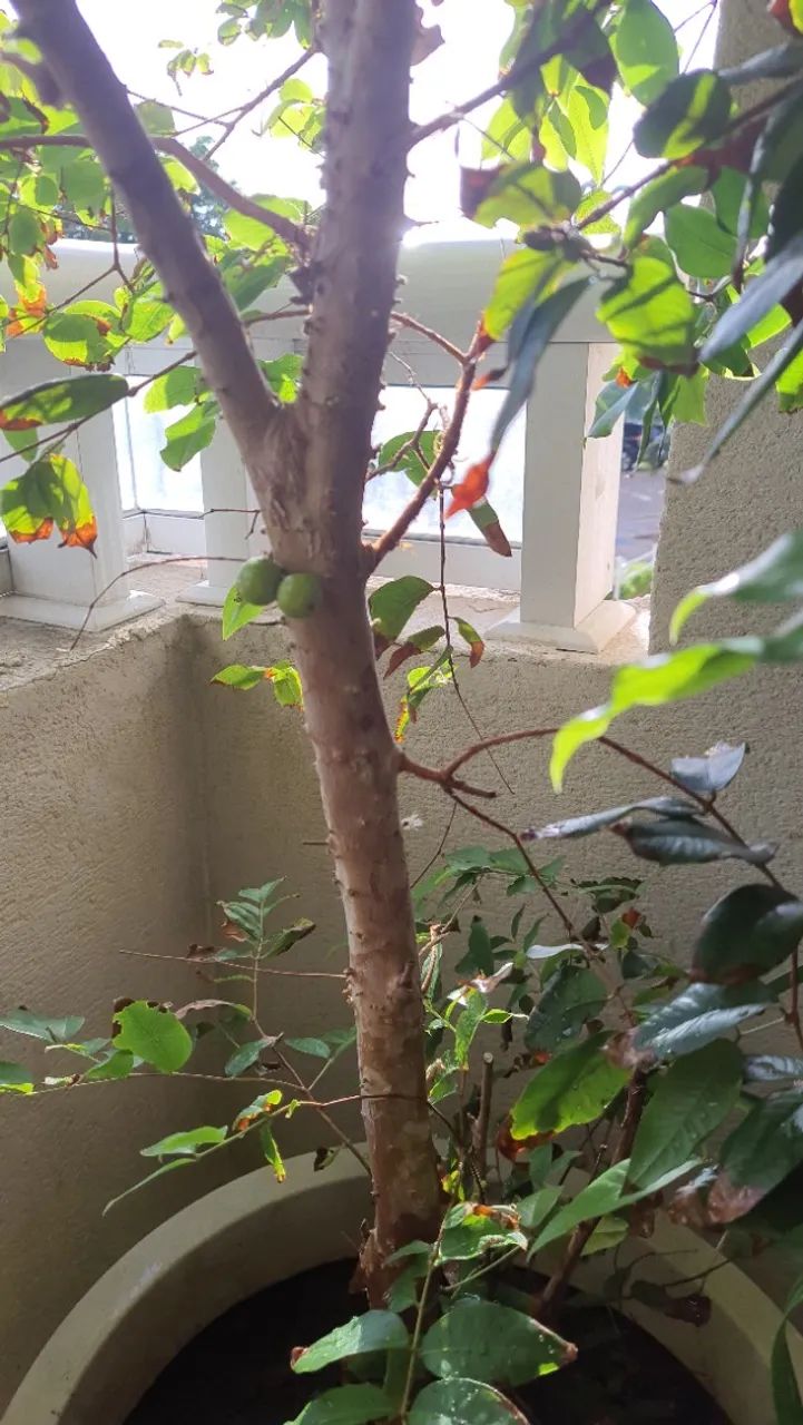 Frutífera JABUTICABEIRA - Foto 5