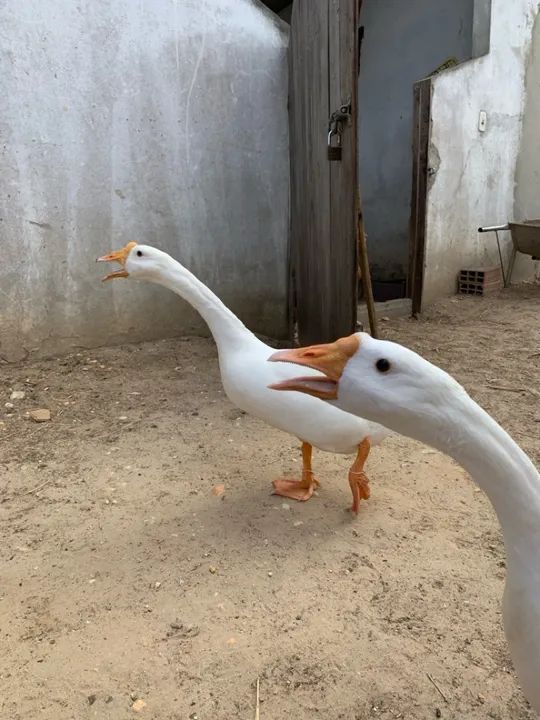 Ganso sinaleiro chinês  - Foto 4