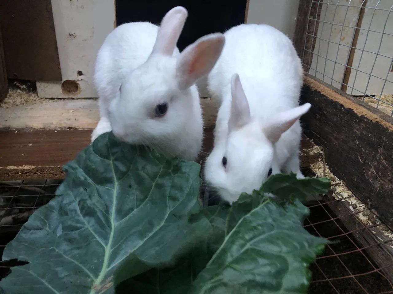 Casal mini coelho netherland 