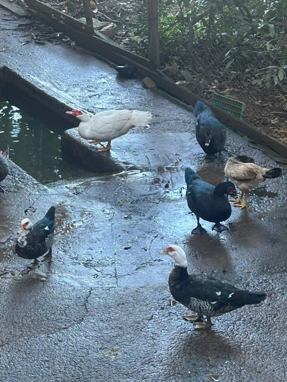 Casal de patos