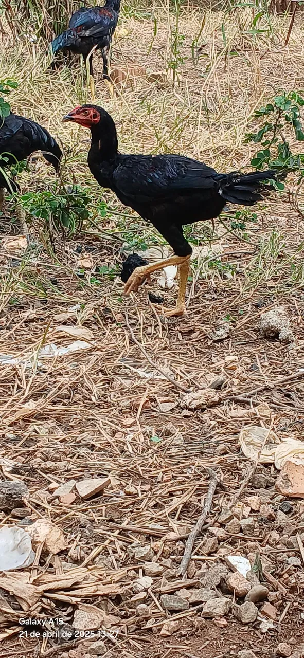 Frangos Caipira
