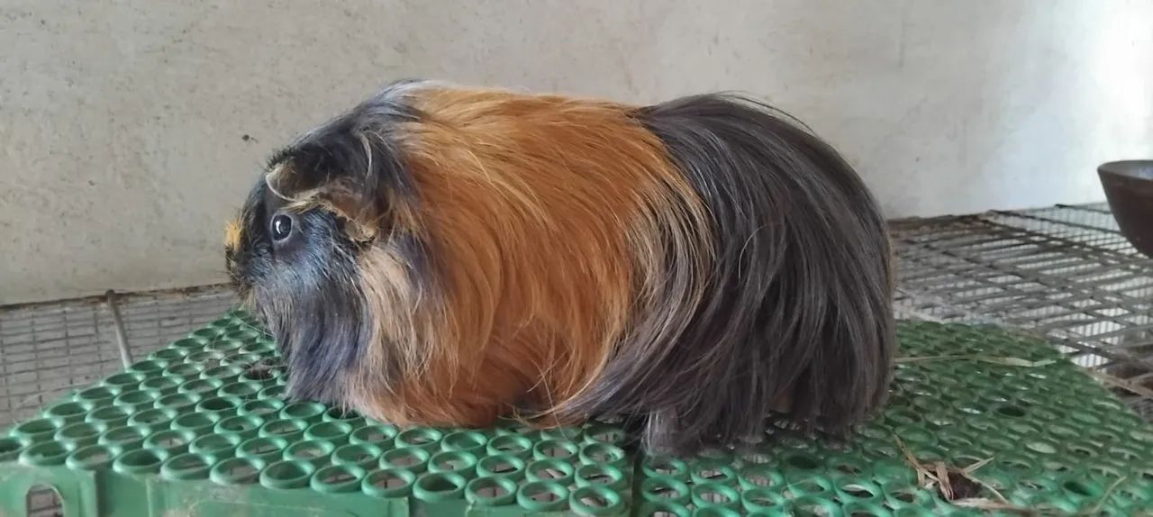 Porquinho da Índia  - Foto 4