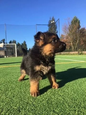 Pastor Alemão Linhagens campeã, e pais importados  - Foto 3