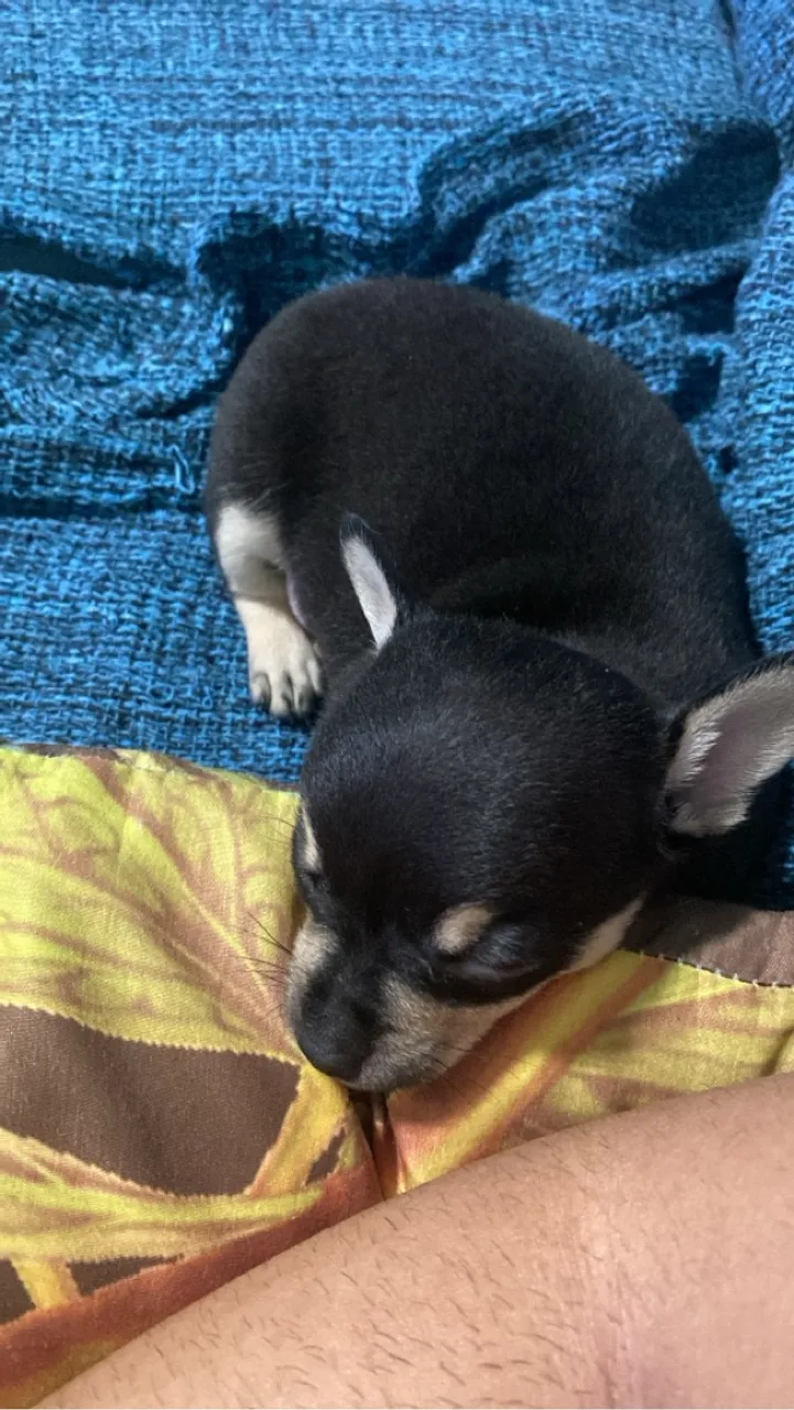 Vendo pincher 1