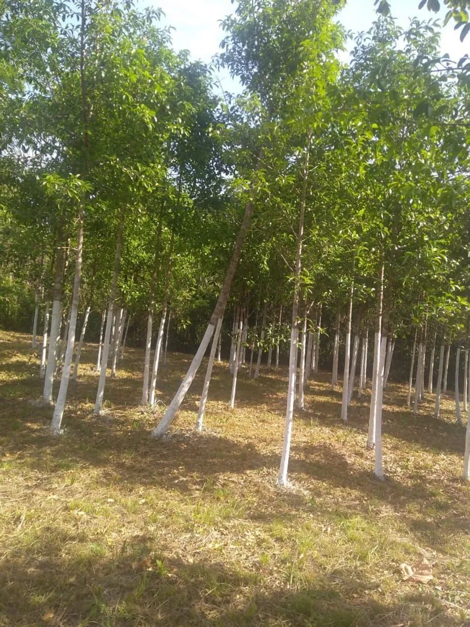 Vendo propriedade localizada logo após Bacabeira - Foto 2