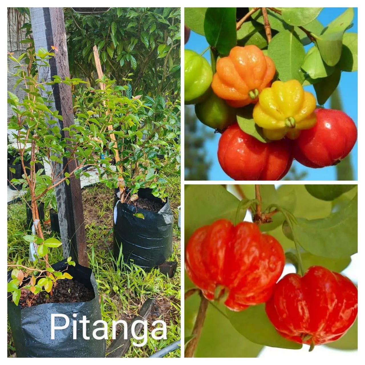 Mudas de Amora Preta - Produção Própria - Foto 3