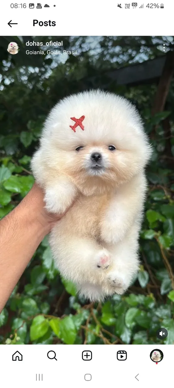 Spitz Alemão