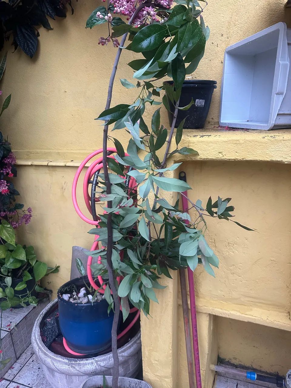 Doação planta lichia  - Foto 2