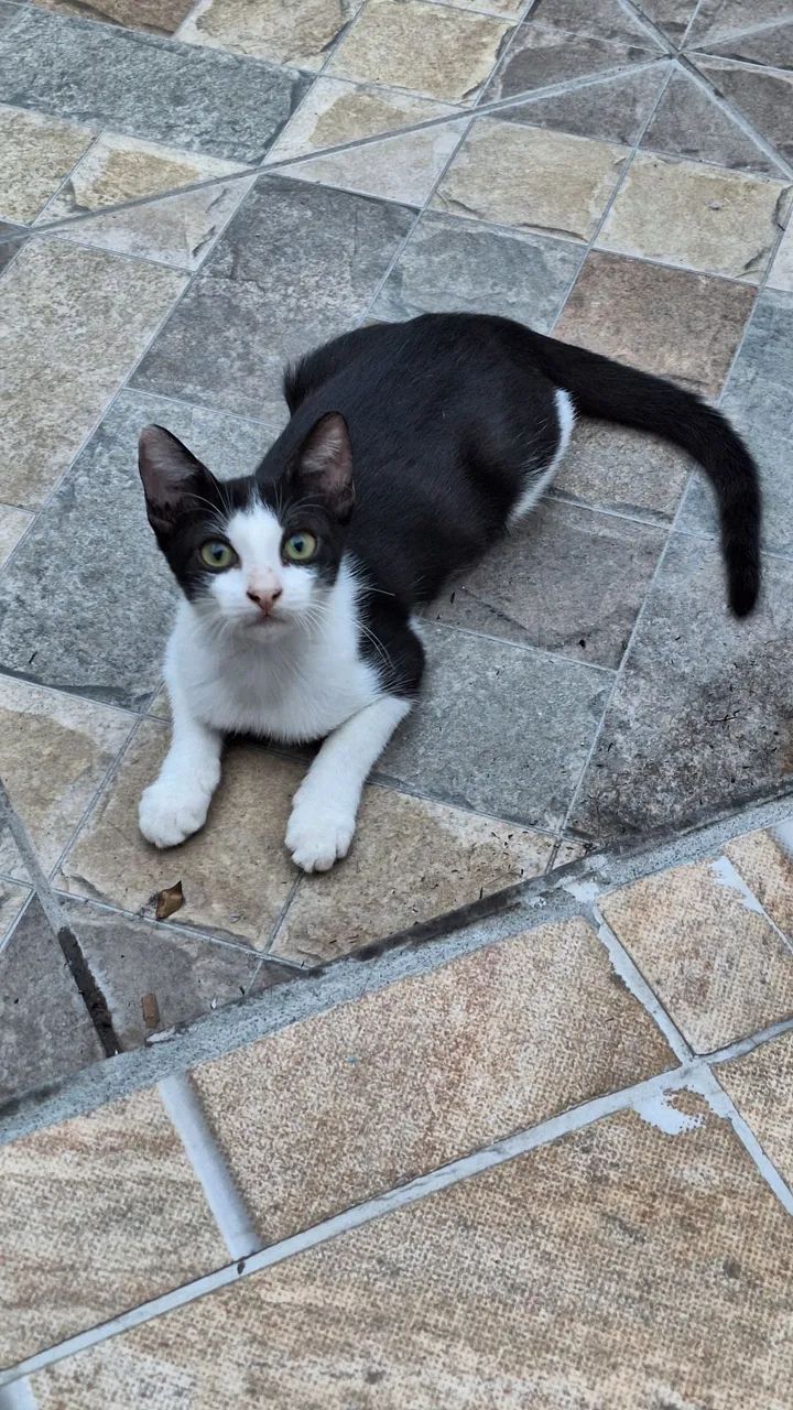 Gatinho preto e branco disponível para adoção - Foto 3