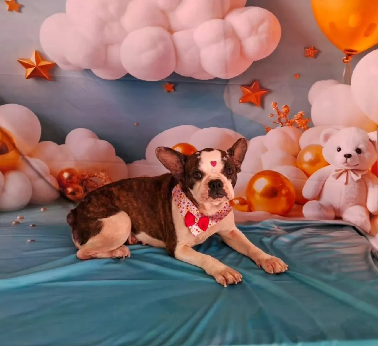 Bulldog Francês Charmoso e Adorável