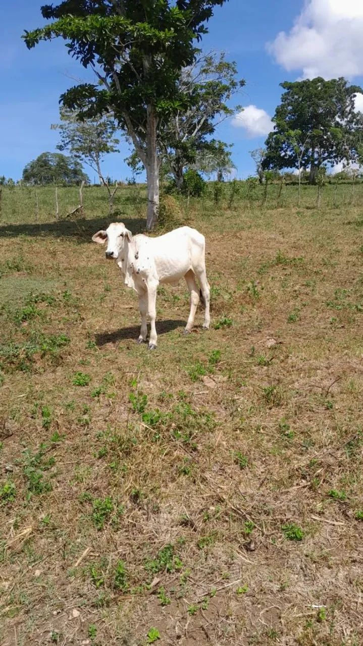Bezerro Branco - Ótimo para Criação - Foto 4
