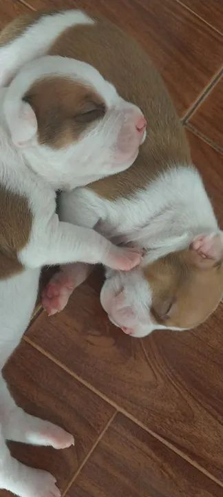 Filhote de Pitbull - Foto 5