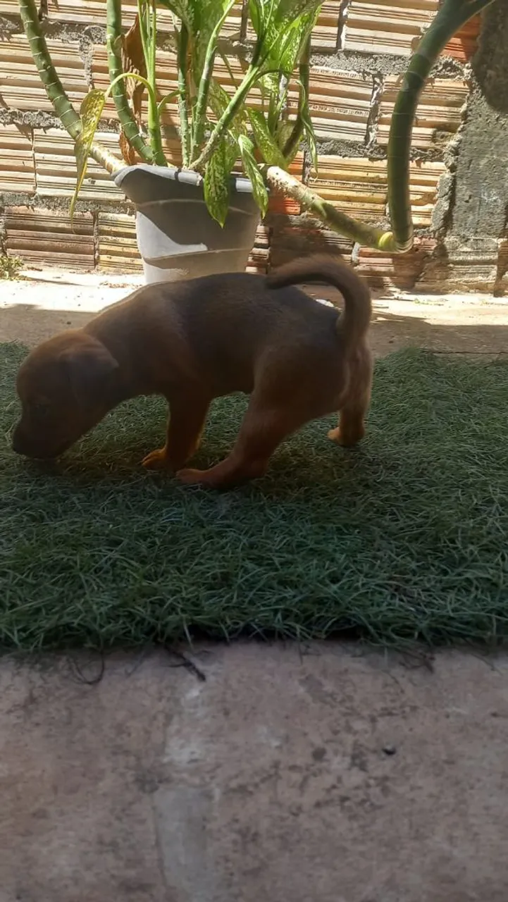 Filhote de pincher cachorro adorável
