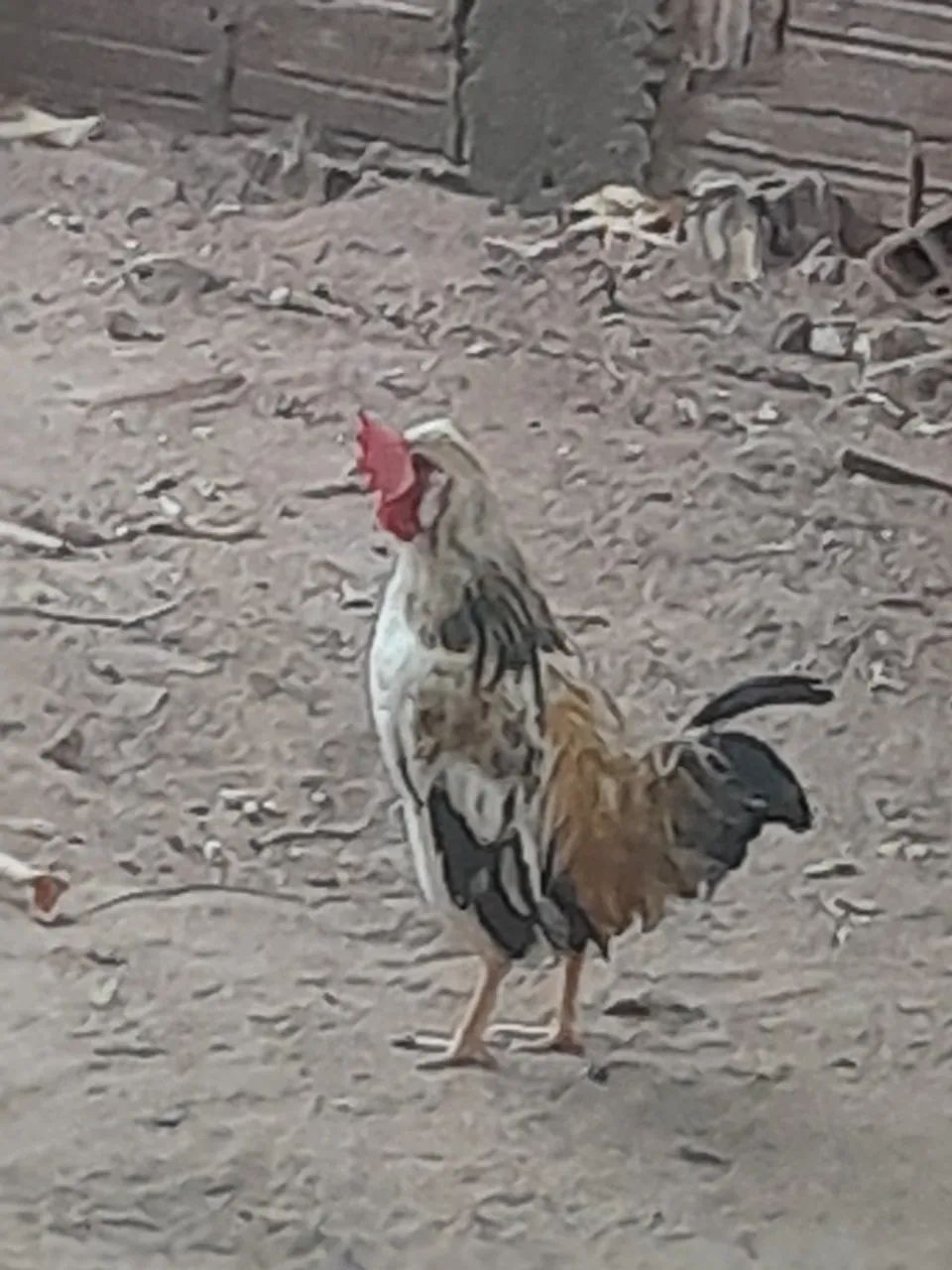 Vende-se Galinze  - Foto 4