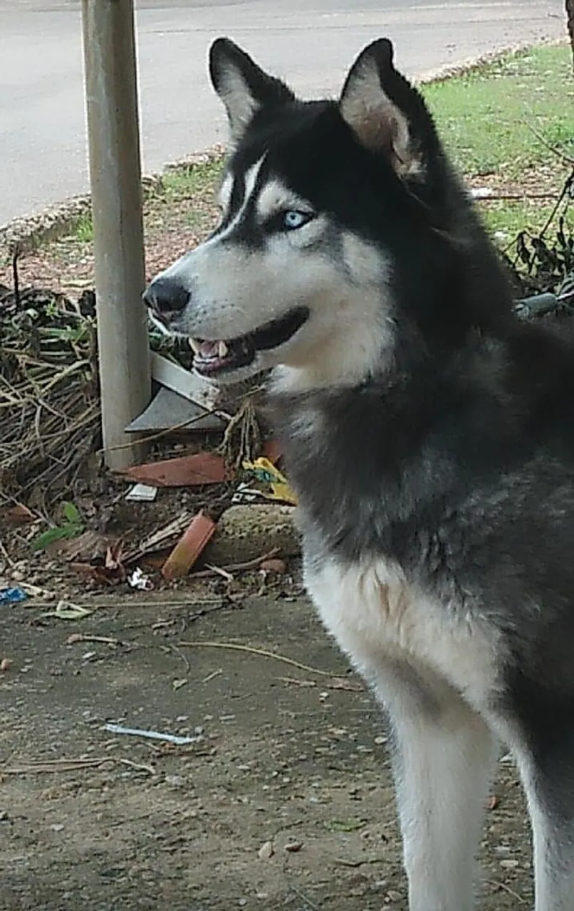 Vendo filhote de Husky Siberiano - Lindo e Leal!