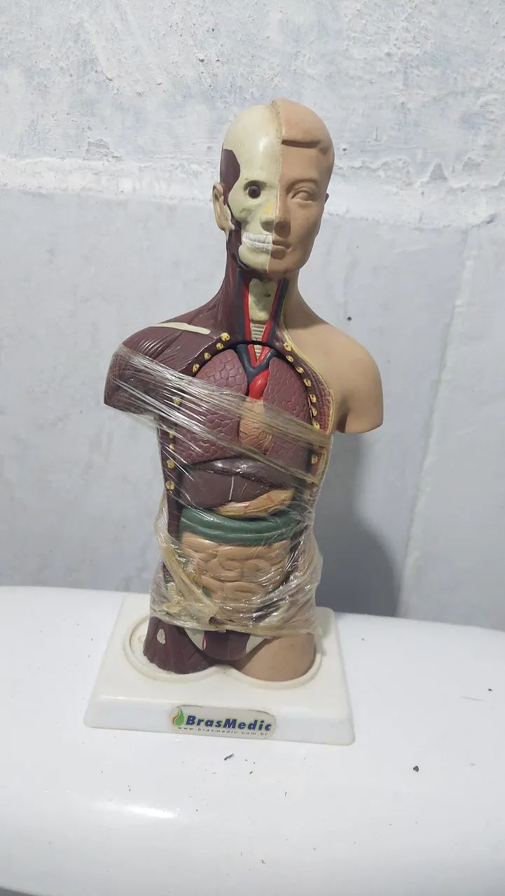 Modelo Anatômico do Tronco Humano com partes desmontáveis 