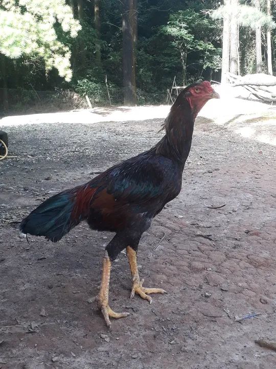 Frang caboclo  -  - Foto 4