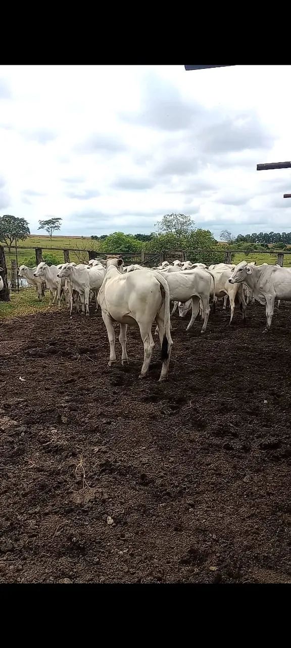 Novilhas  - Foto 2