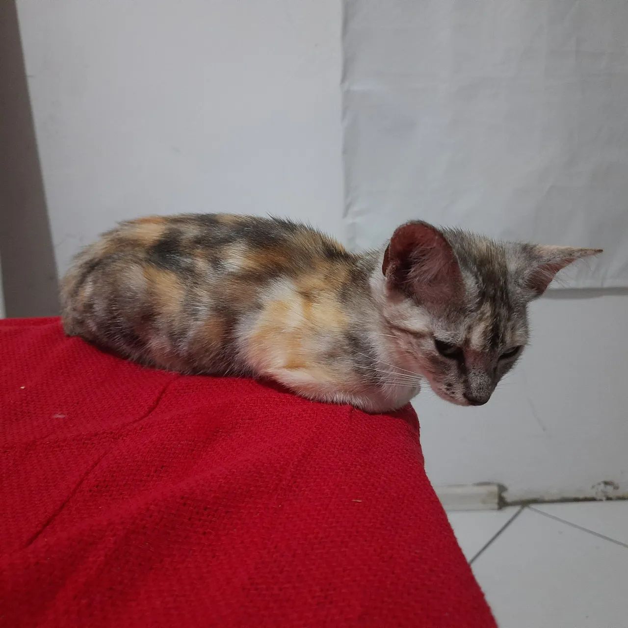 doação gatinha filhote - leia a descrição