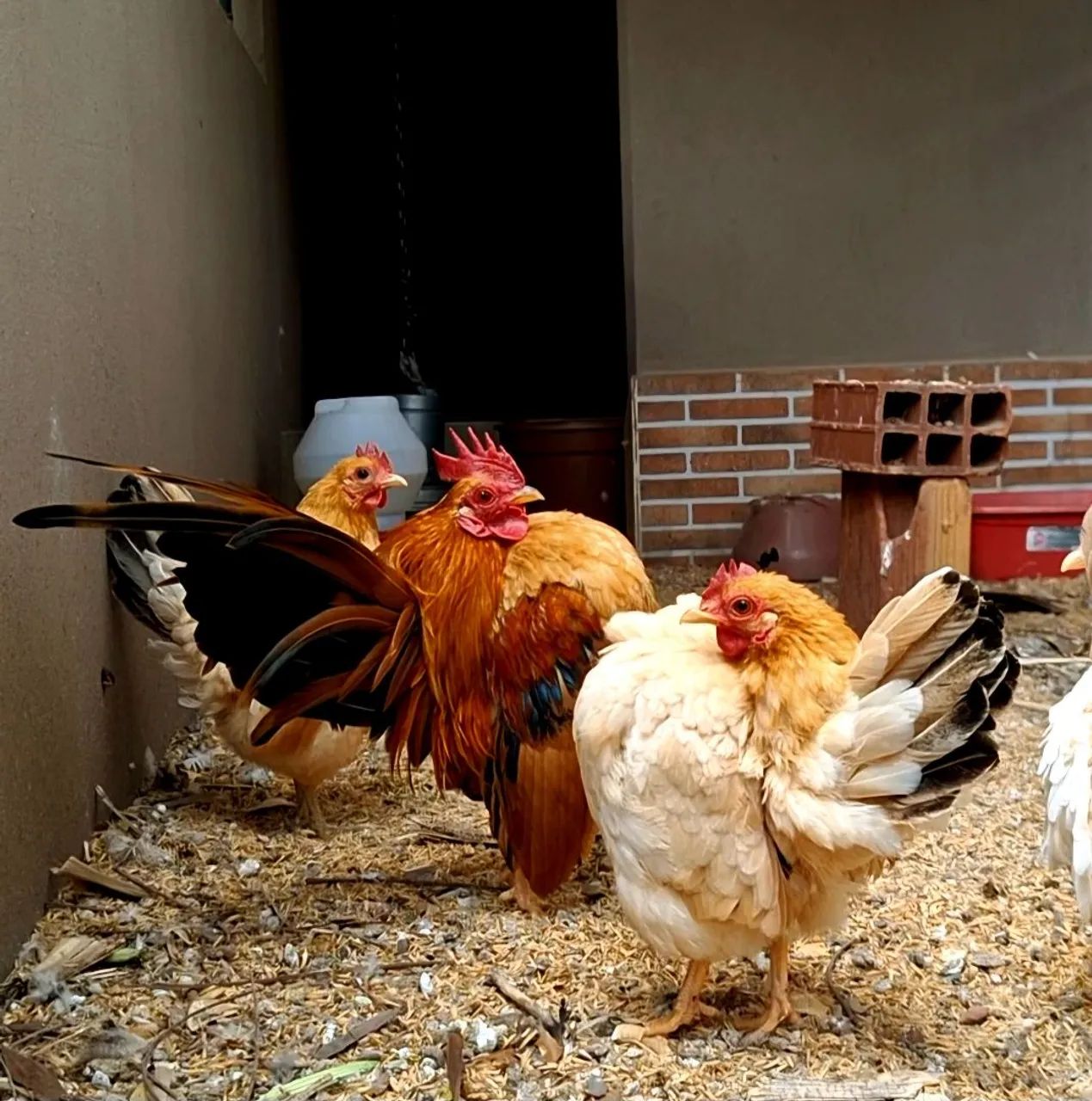 Plantel completo: um galo e seis galinhas da raça serama - Foto 3