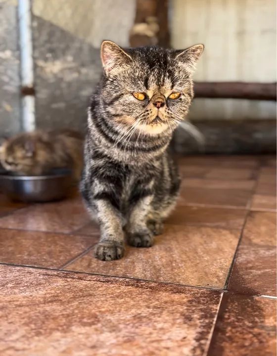 Fêmea Persa exótica 1 ano 