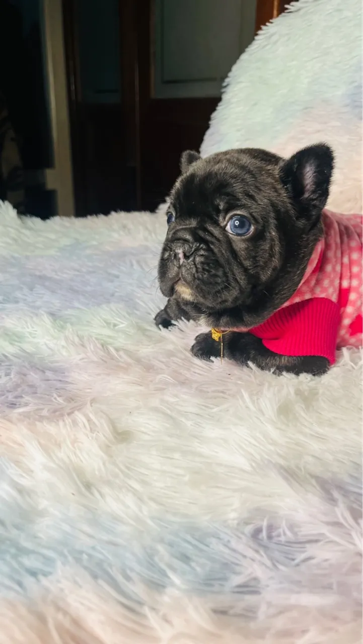 Filhotinho de Bulldog Francês - Puro e Charmoso!
