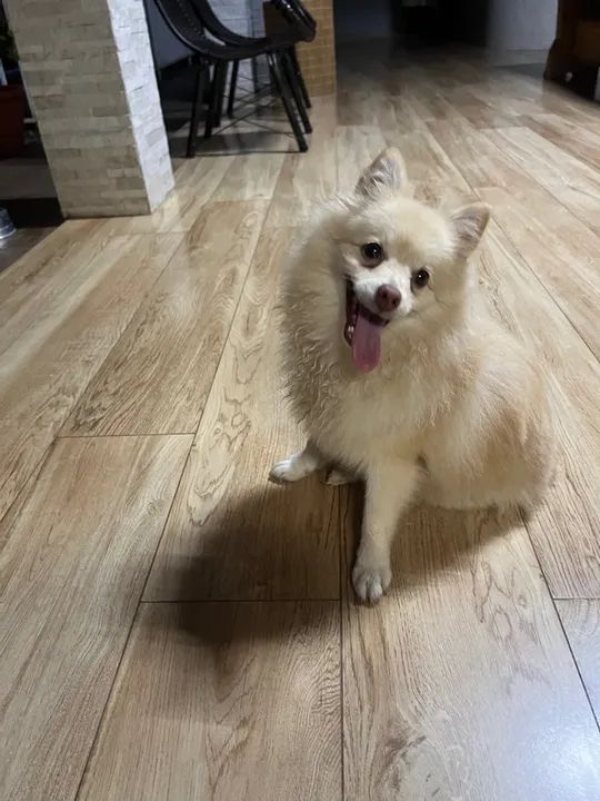 Spitz Alemão - Luluzinha Fêmea - Pedigree R$2.8000 - Foto 4