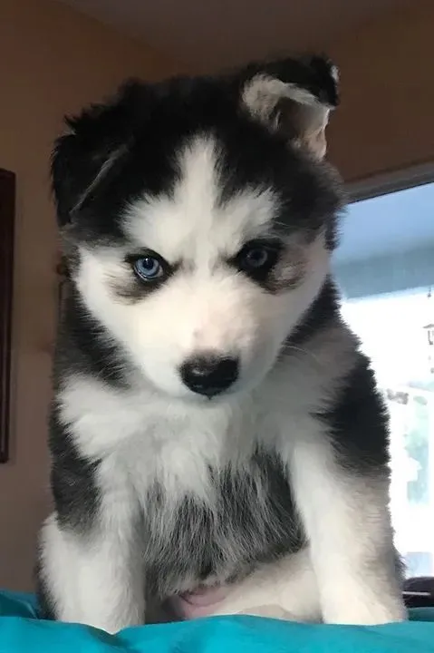 Filhote de husky siberiano venda