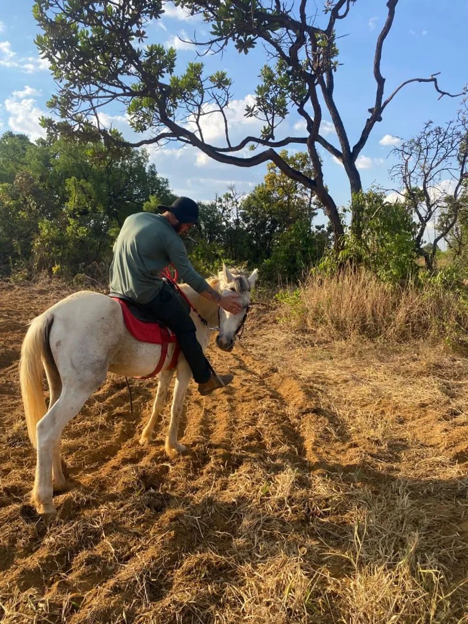 Cavalo à venda-mamso e pronto para uso! - Foto 3