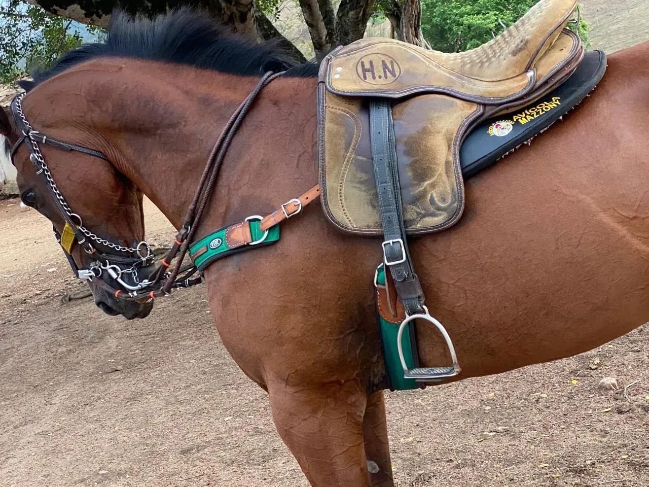 Cavalo quarto de milha - Foto 6