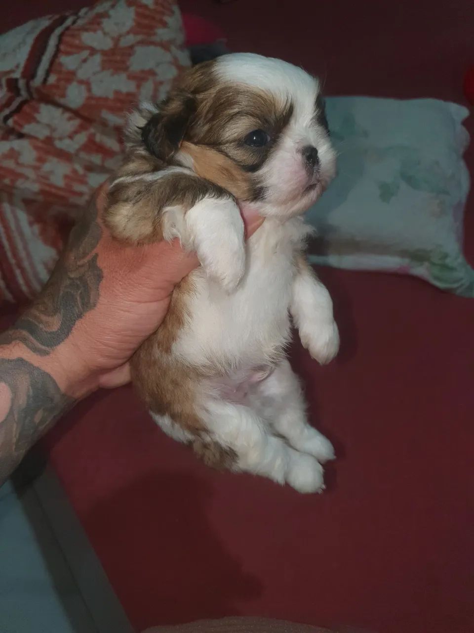 Filhote Shih Tzu