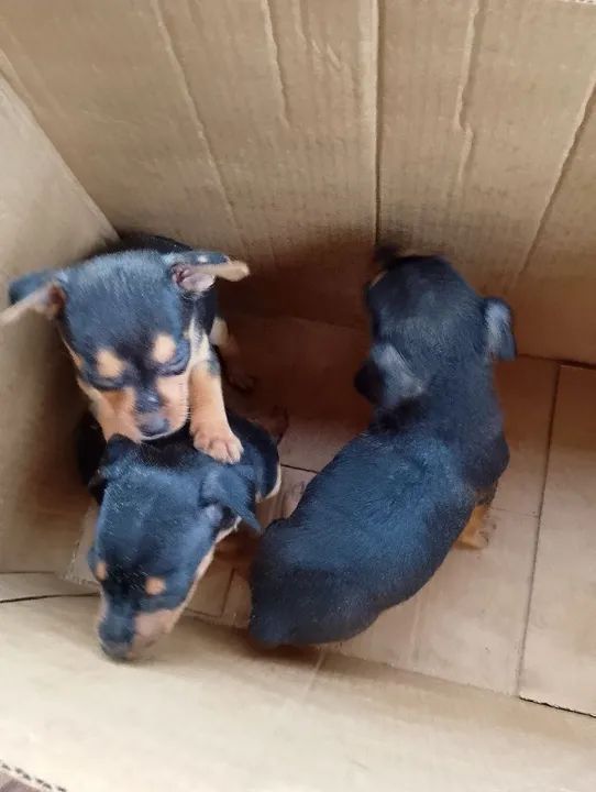 3 Filhotes de Pinscher Miniatura - Foto 2
