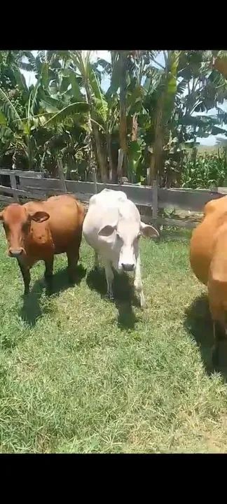 Vacas senepol primeira cria - Foto 2