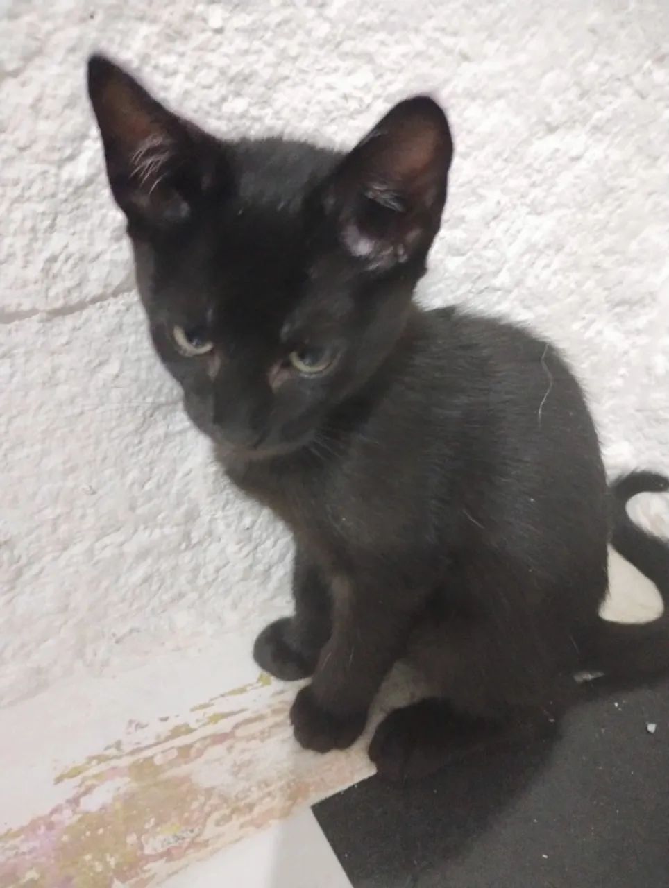 Doação de gatos em Diadema SP - Foto 5