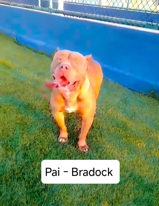 PITMONSTER REDNOSE - Foto 3