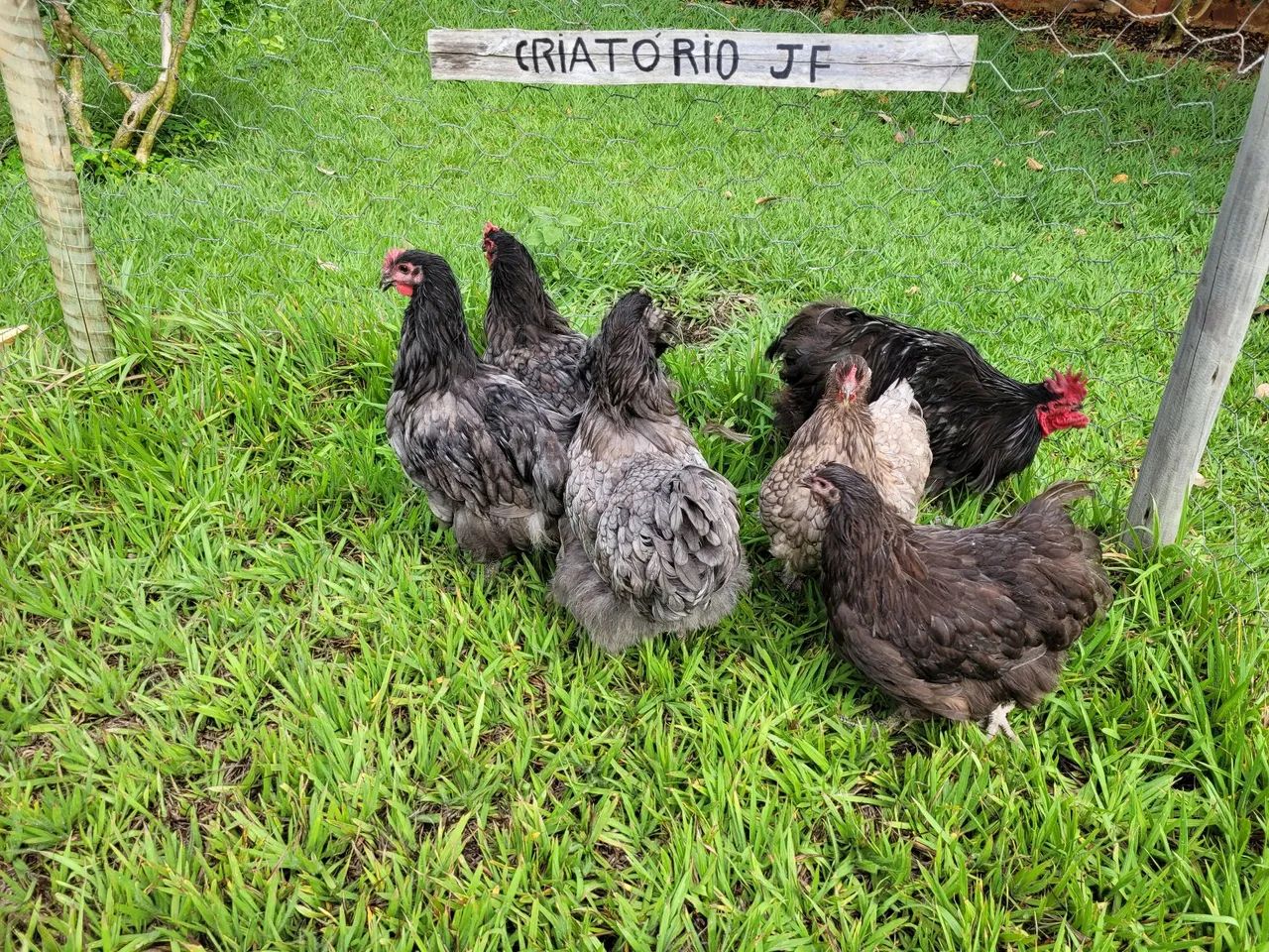 Galinhas Caipiras - Criatório JF - Foto 6