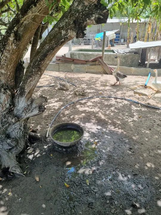 Vende-se gansos, paturis e galinhas - Foto 2