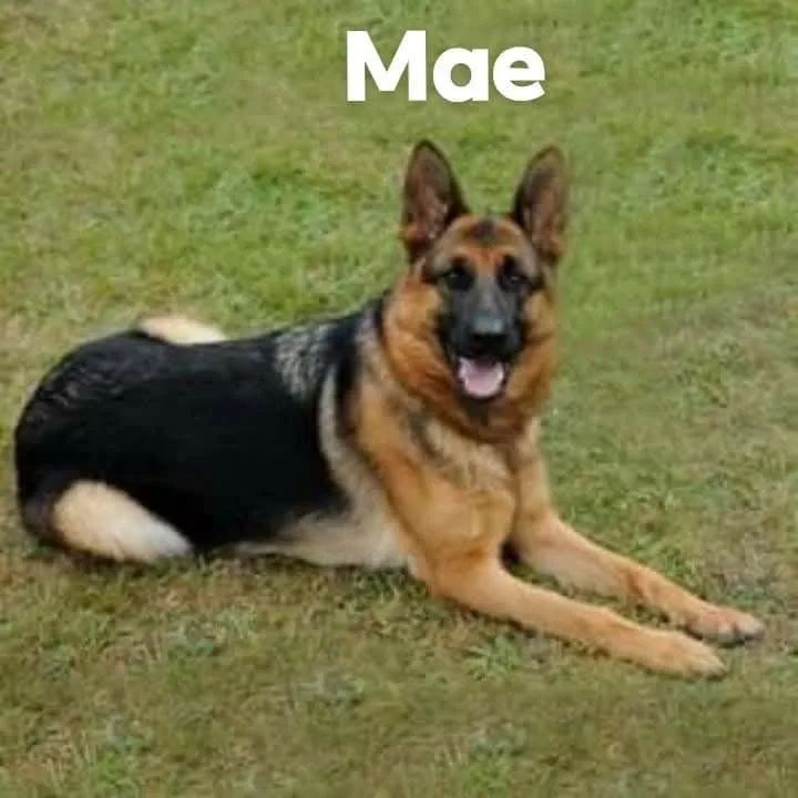 Filhotes de Pastor Alemão - Foto 4