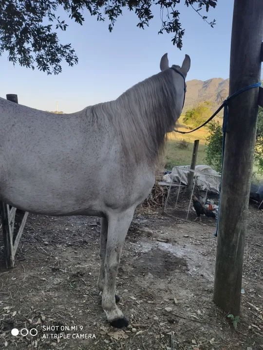 Cavalo Mangalarga Marchador