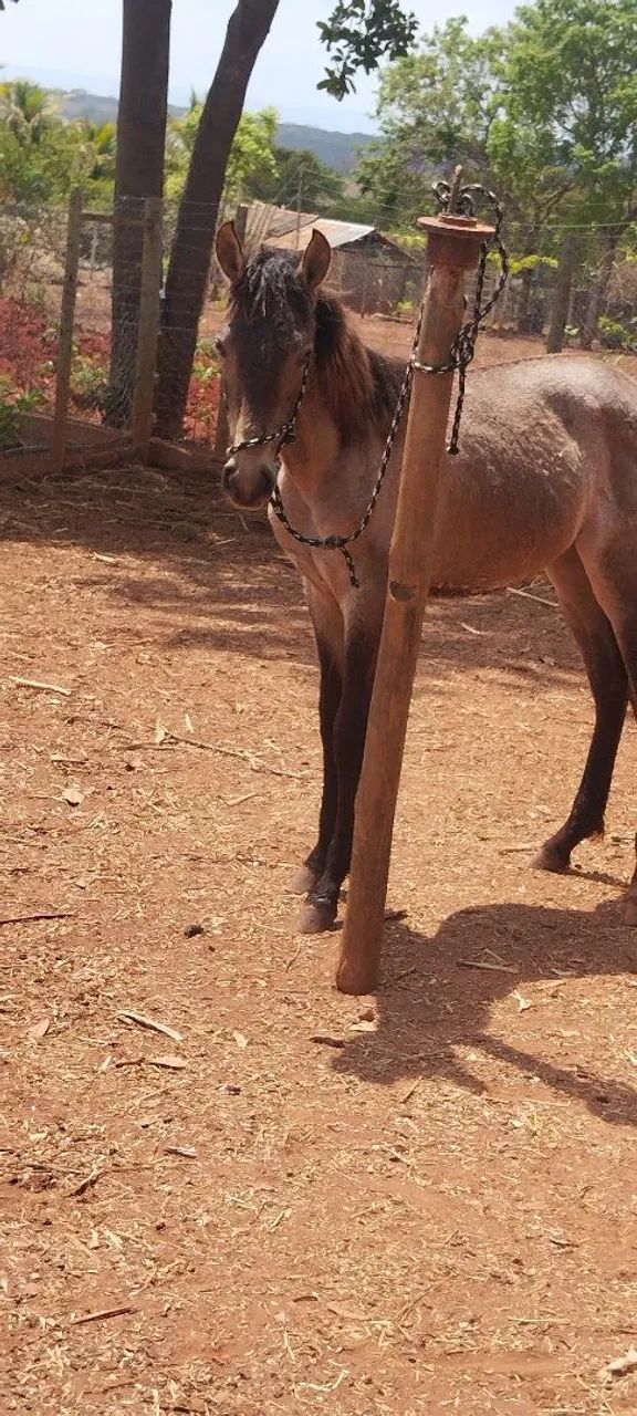 Potro mangalarga Machador macha picada disponível  - Foto 4