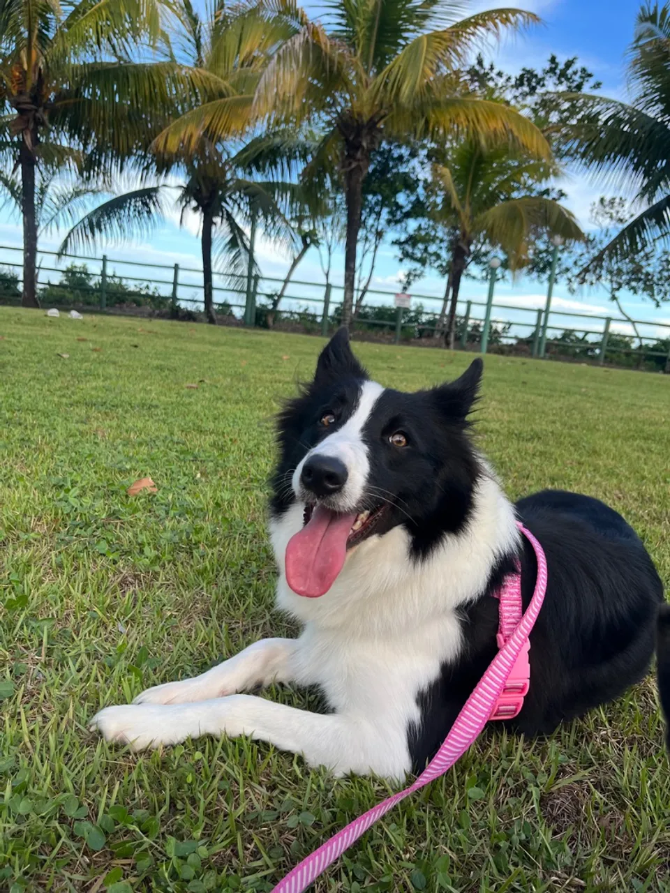 Border Collie - Fêmea