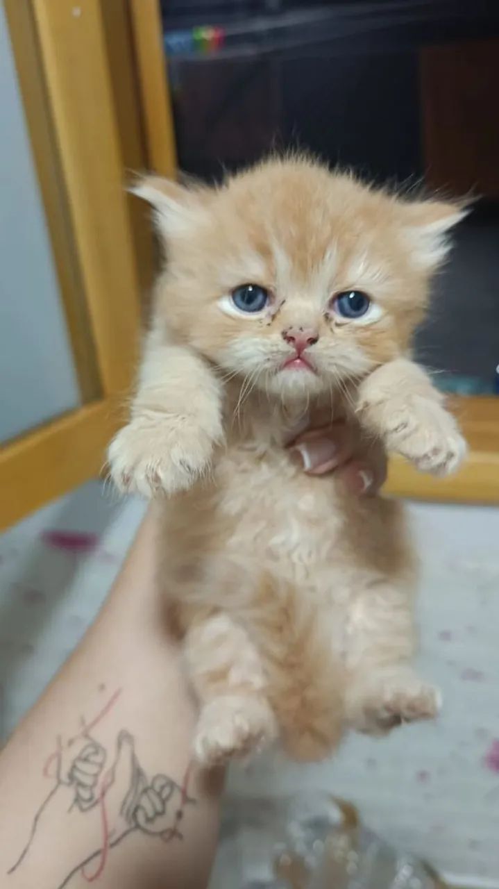 Filhotes de Gato Persa - Foto 3