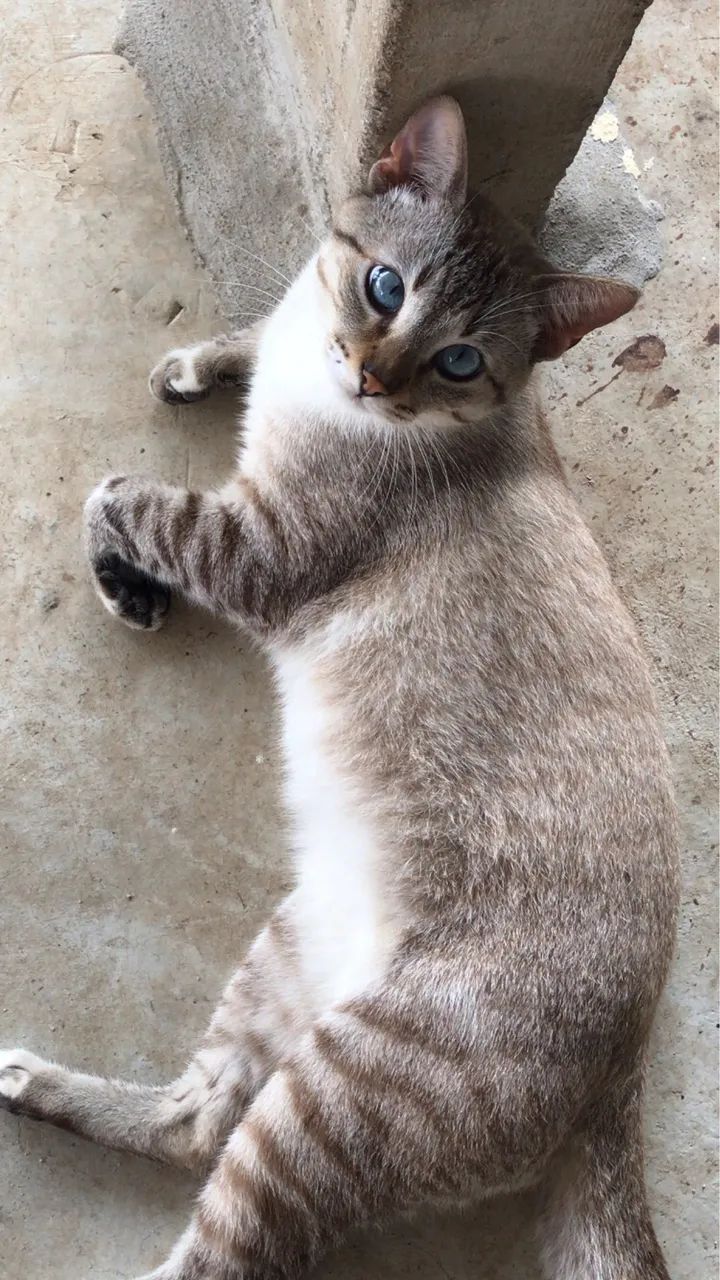 Doação De Gato - Foto 5