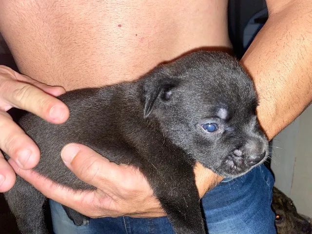 Cachorrinhos  - Foto 3