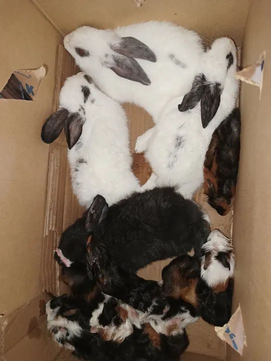 Coelho Anão Netlandw e normais - Foto 6