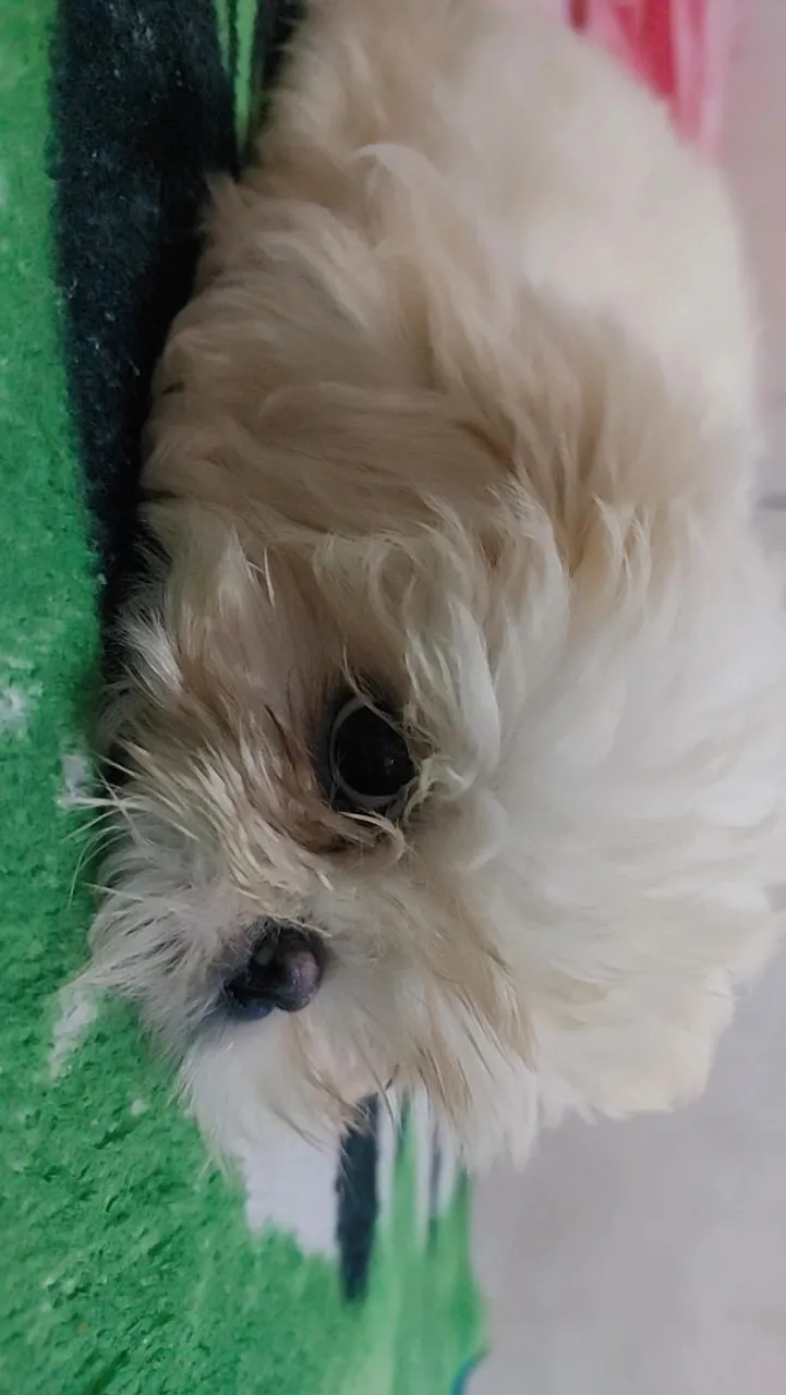 Filhote Shih Tzu Para femea